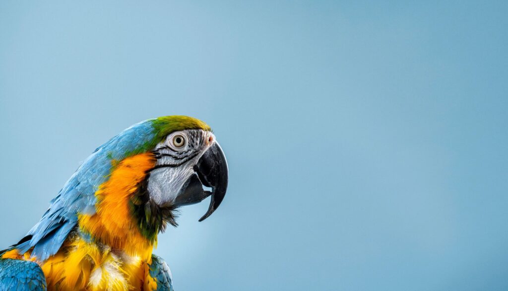 Close-up of Gold and Blue Macaw in studio
