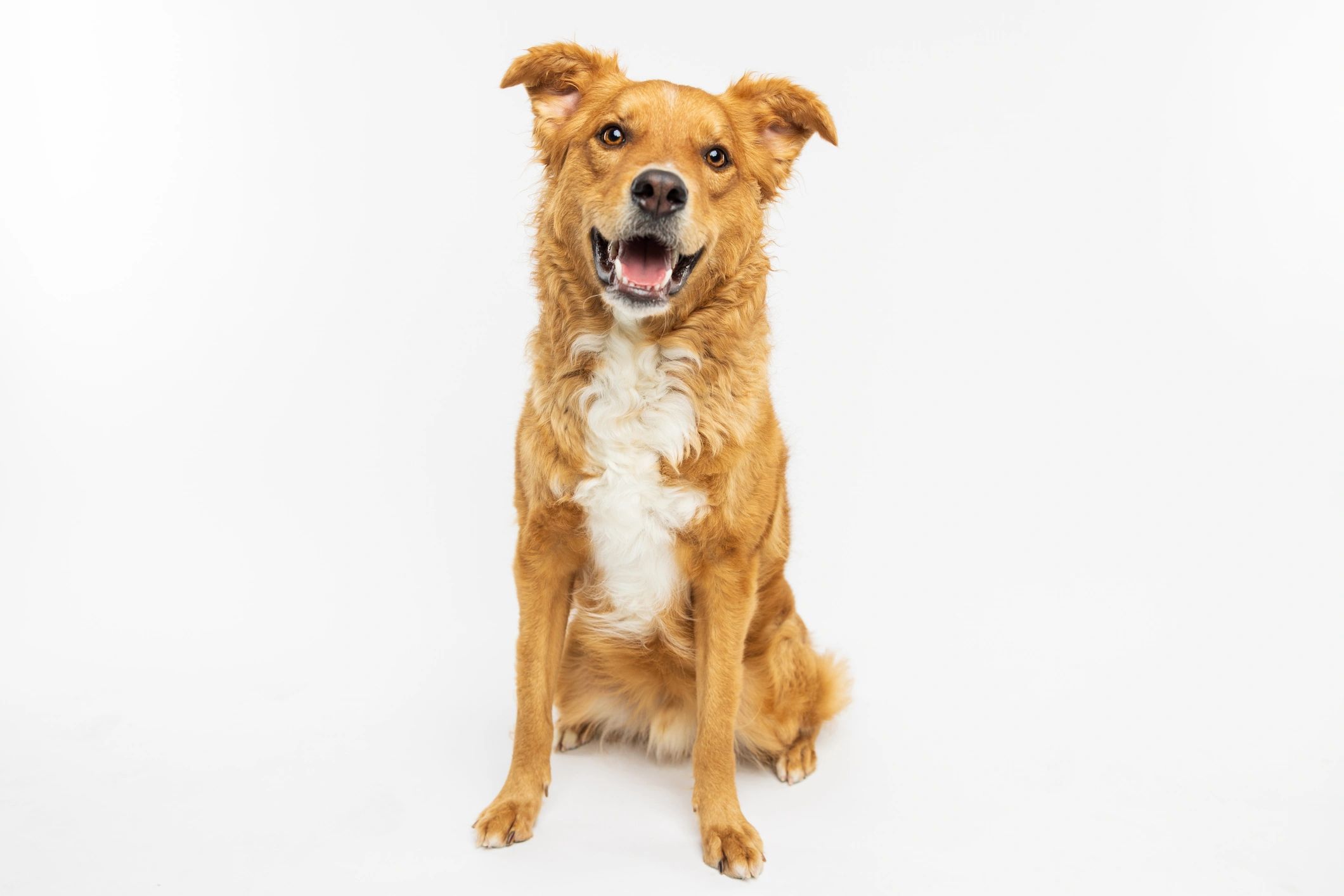 Happy brown dog sitting