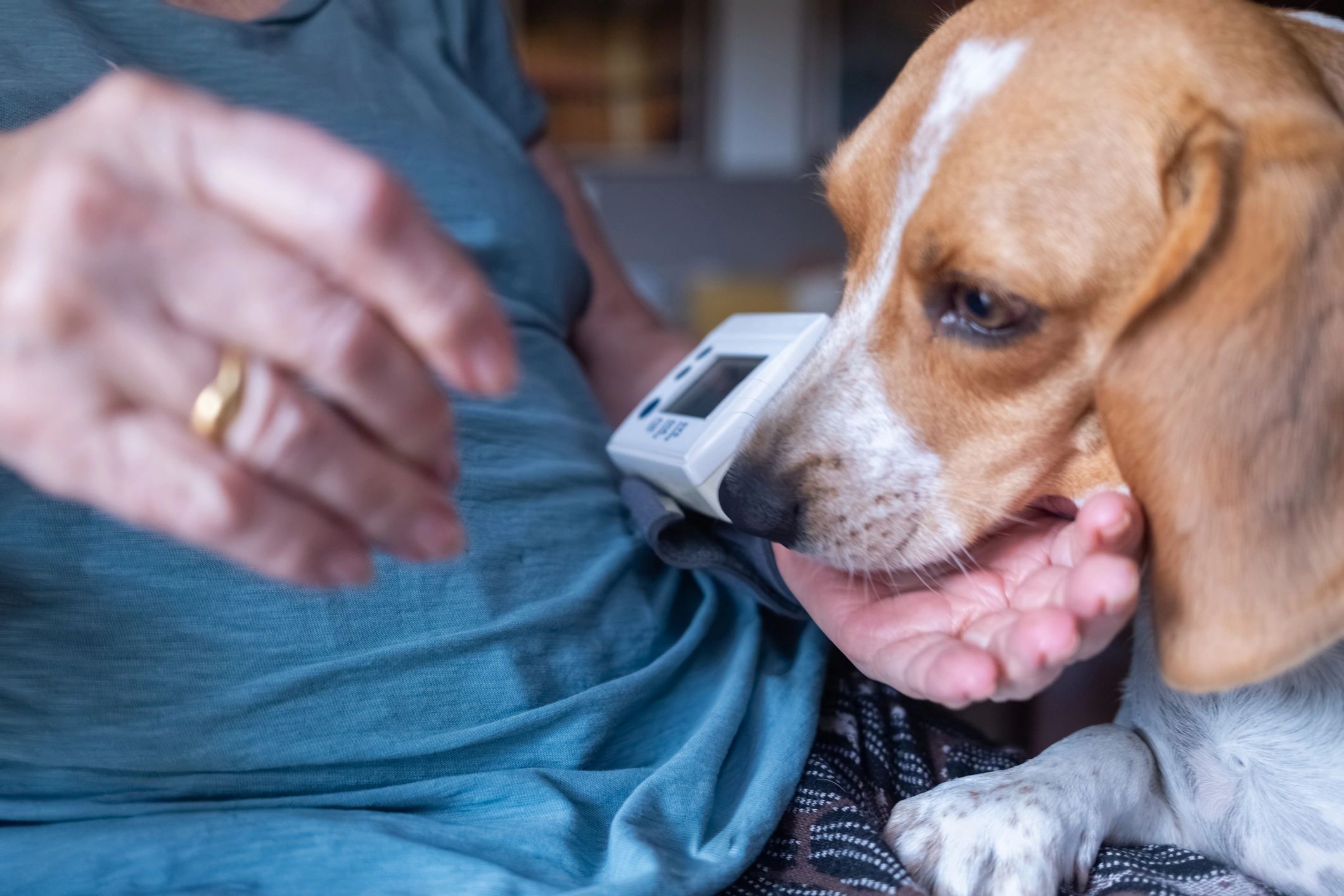 Beagle resting beside a person at home