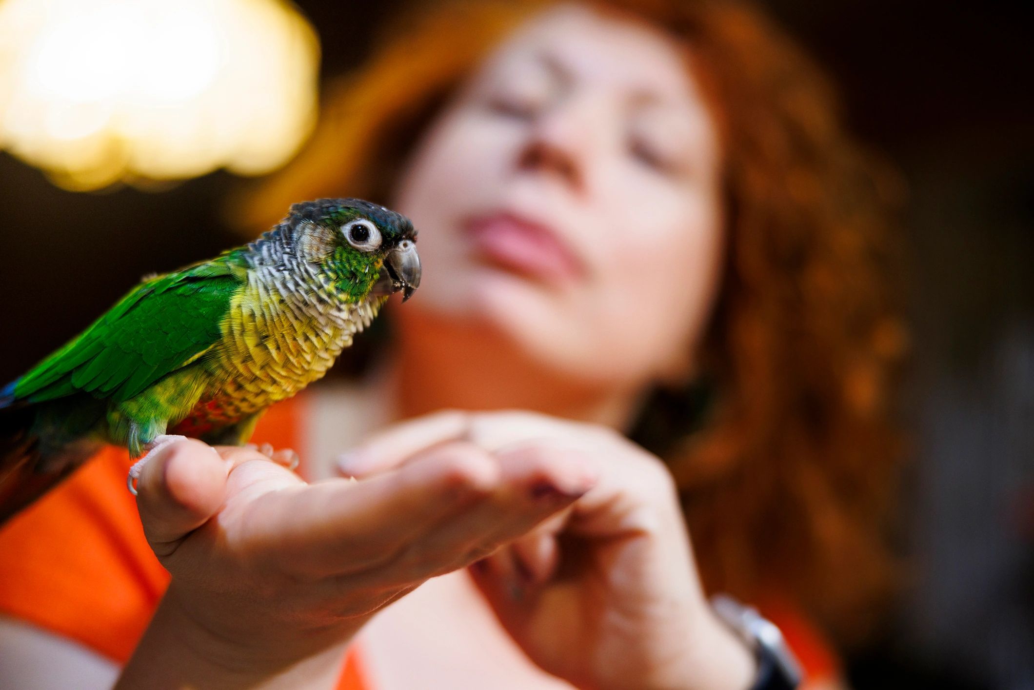 Small parrot perched on a person’s hand indoors