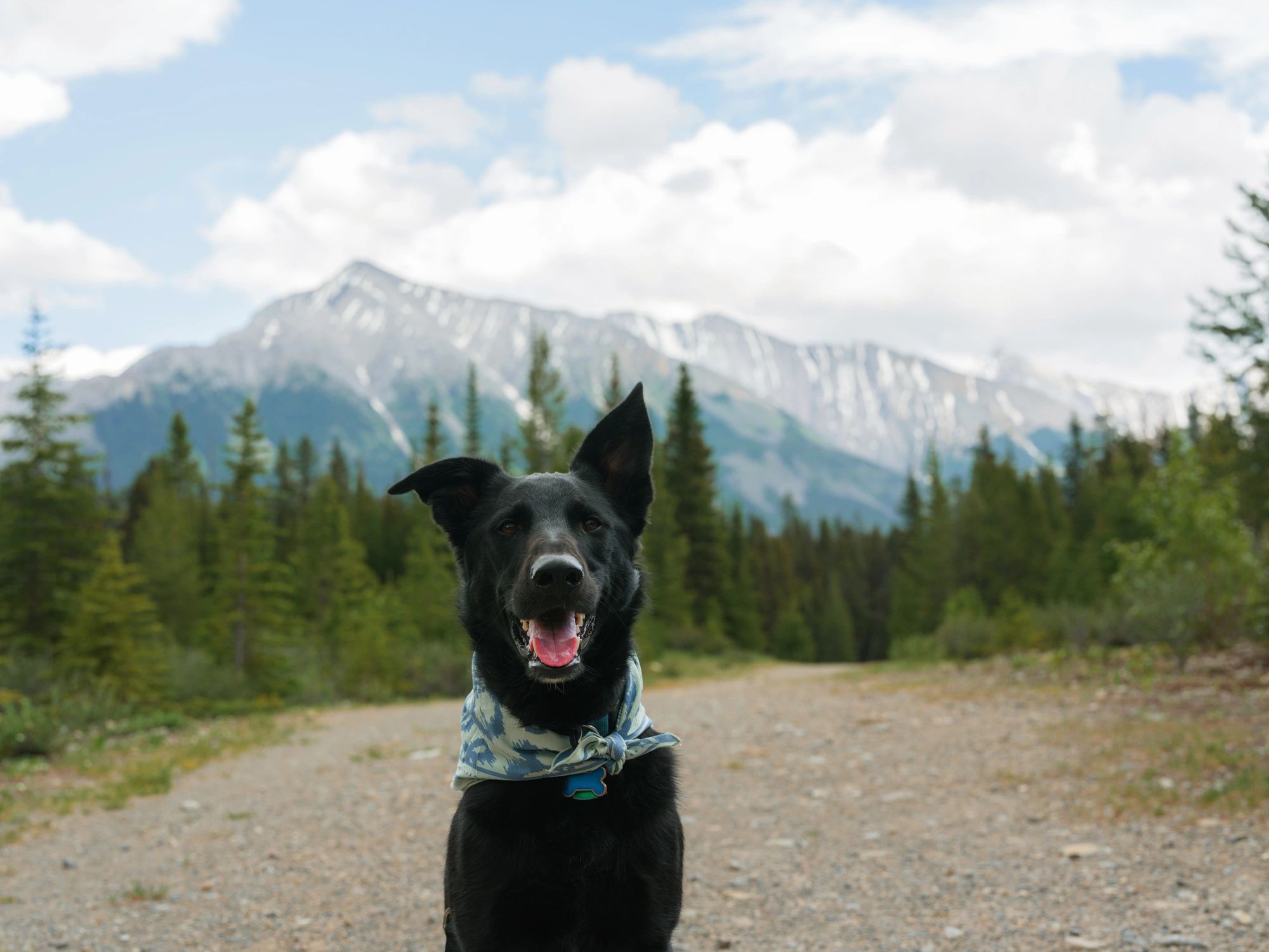 Friendly dog portrait