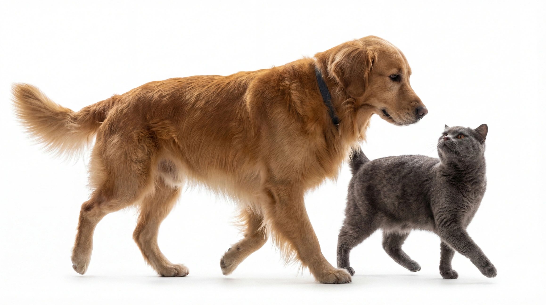 A striking image of a Golden Retriever and a grey cat walking together, their profiles captured against a stark white studio background.