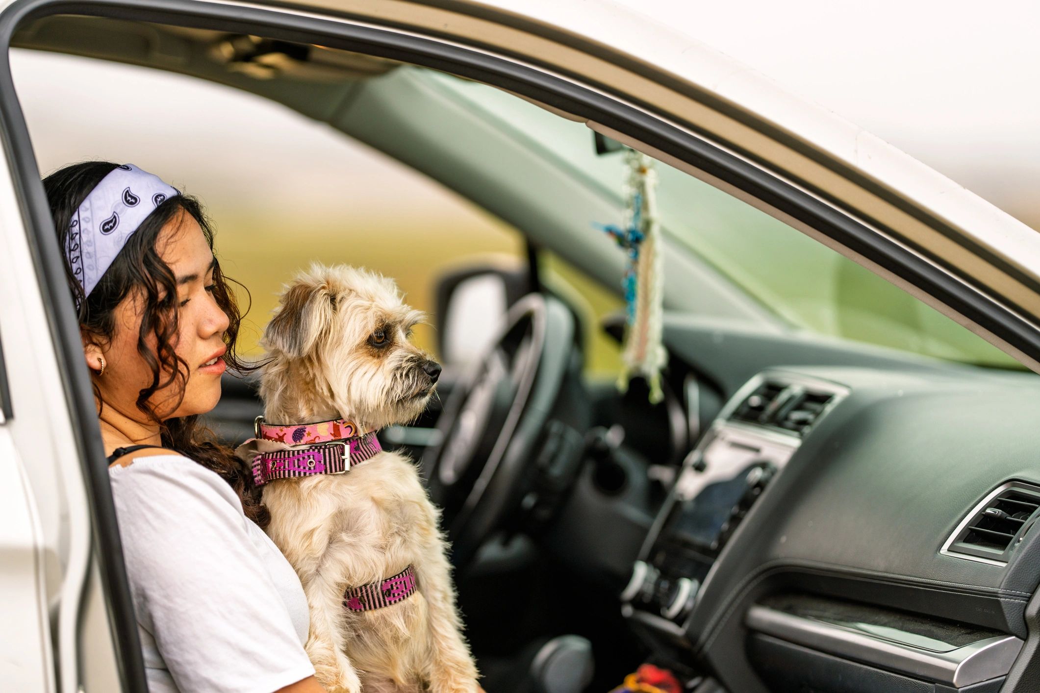Small dog riding in a car